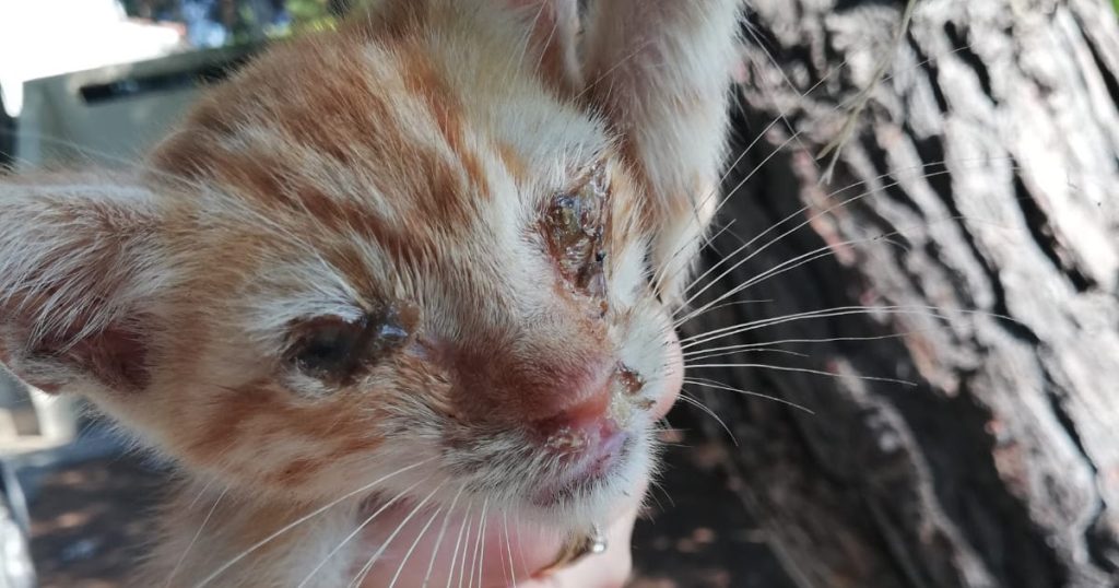 ACT! Animal Care Thassos : More help from tourists