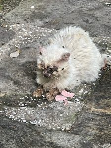 Cat in terrible condition