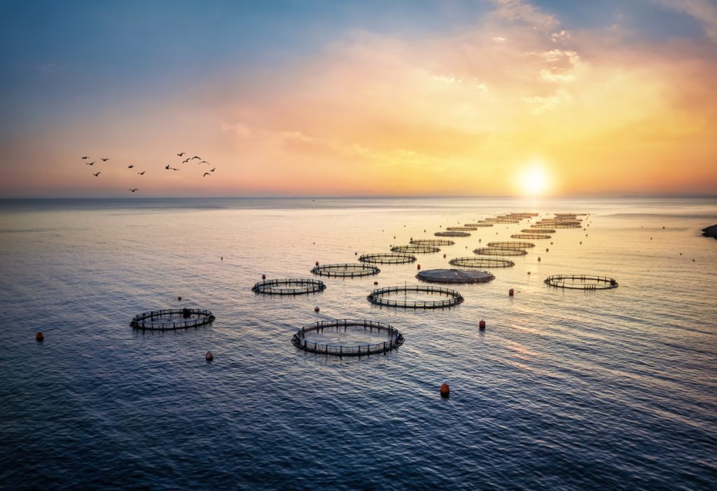 How investors can boost traceability systems in seafood