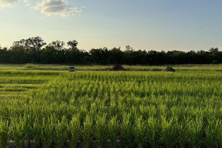 Jubilee Justice Helps Black Farmers Reclaim, Reconcile With Rice