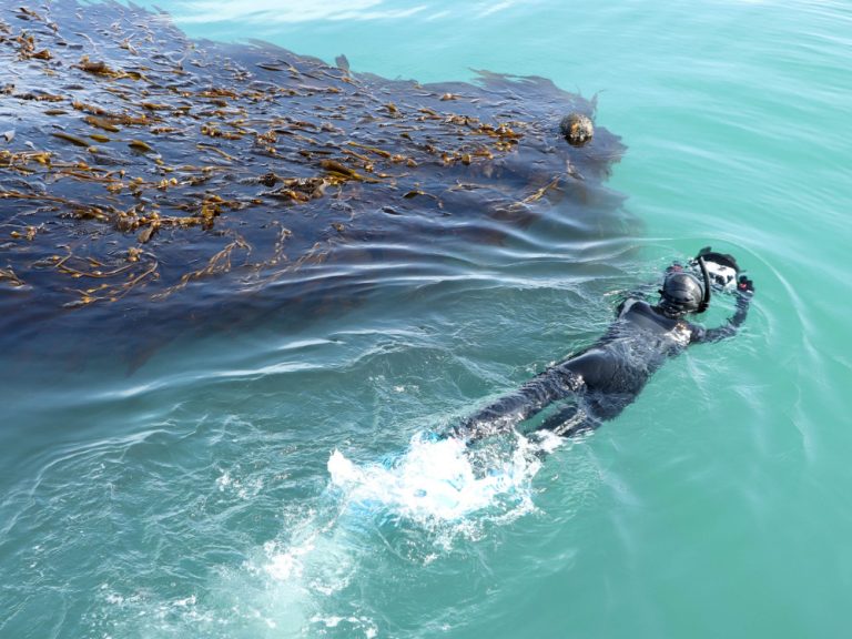 Kelp Blue talks turning seaweed into biostimulants