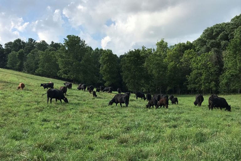 Livestock producers and forage-input personnel can gain hands-on training at Indiana Grazing Schools