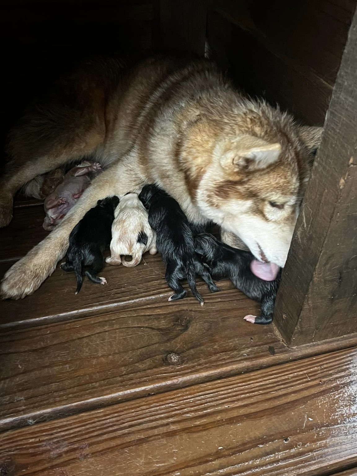 Years of neglect and rain give way to a sunny future for a Siberian Huskey and Her Six Pups – American Humane