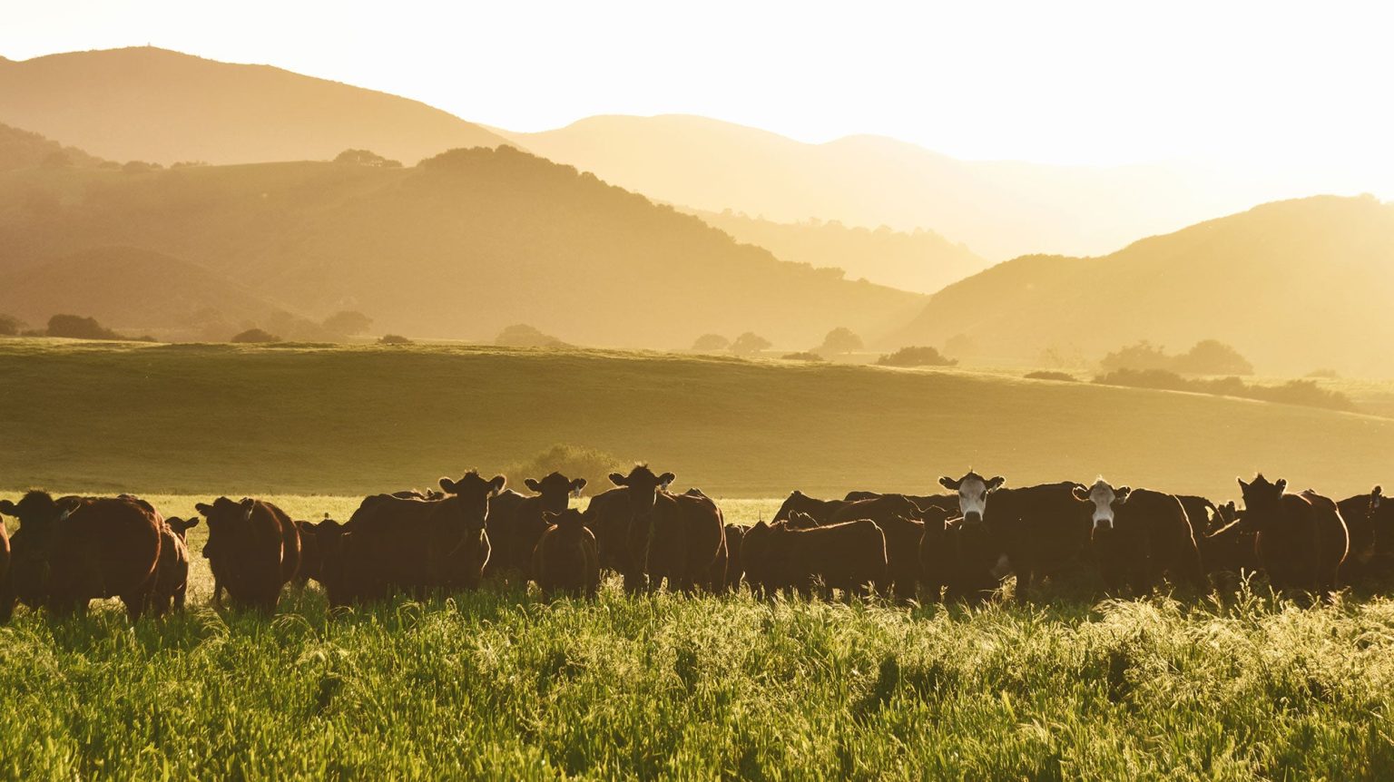 Grass vs. grain: The reality of feeding and finishing cattle