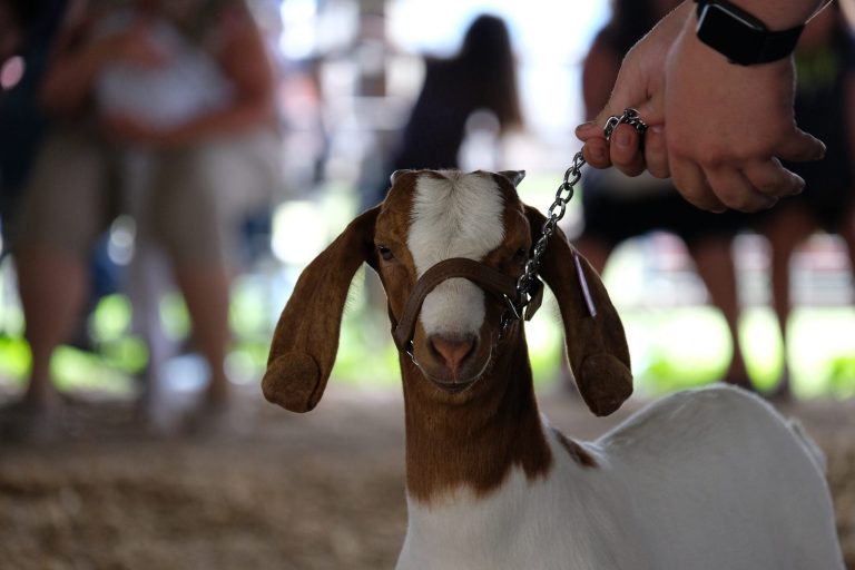 Show goats stolen from Anton FFA; community rallies for help