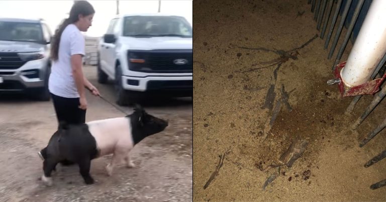 Ariz. family seeks justice after FFA pig apparently beaten and stolen