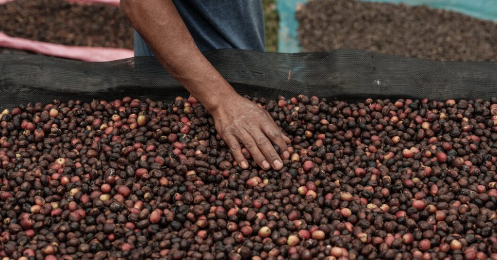 El café alcanza su precio más alto en 50 años, pero los productores no lo celebran