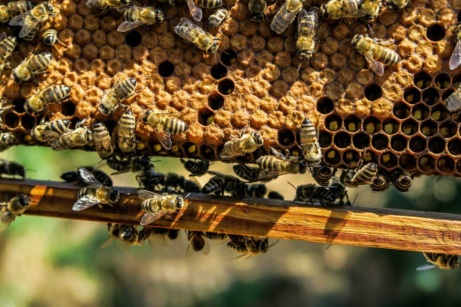 Sioux Honey becomes first honey in U.S. Farmed program