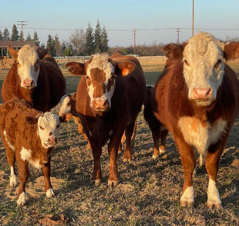 Smallest U.S. cattle herd in decades sees further 1% decline