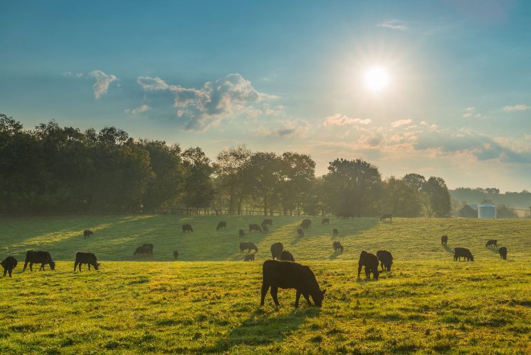 Study: How cattle choose between sweet feed and herd loyalty