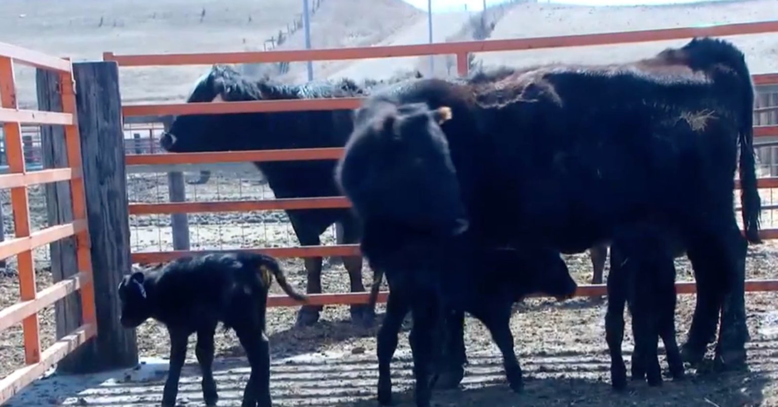 1 in 105,000: Rare triplets born to Iowa cow