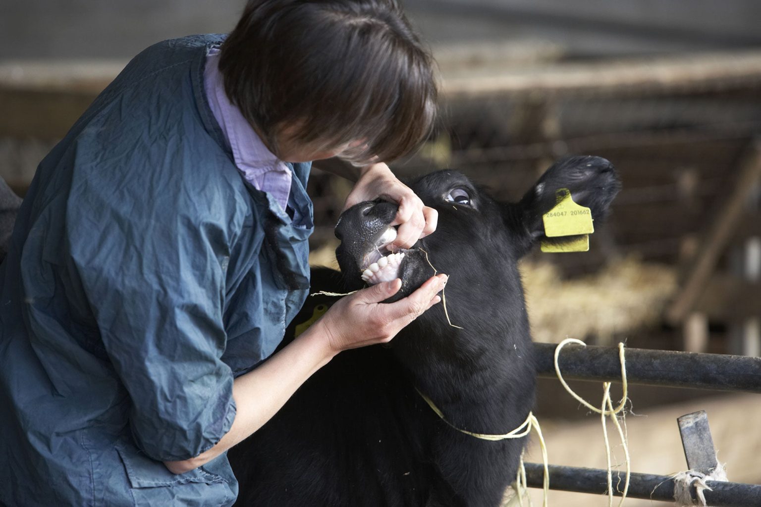 America struggles with shortage of large-animal veterinarians