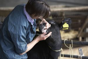 America struggles with shortage of large-animal veterinarians