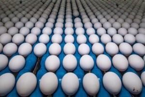 Egg prices hit new highs: What’s behind the surge?