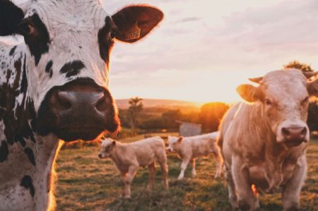 How Technology Saves Livestock Health in 2025