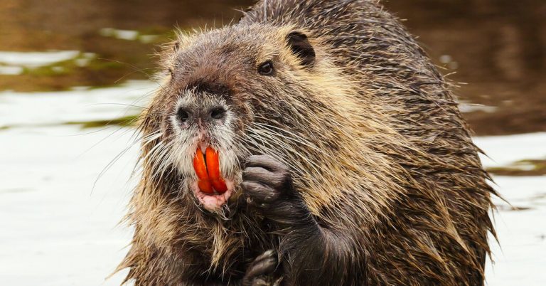 Keep an Invasive Species in Check: Eat a Big Rat-Like Rodent, U.S. Says