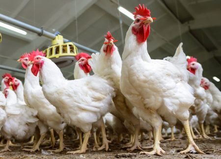 Miss. reports first case of H7N9 in commercial poultry in 8 years