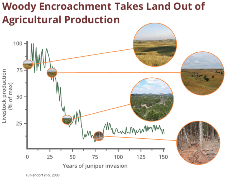 Pasture Attacker: Woody Plants are Robbing Your Forage Production