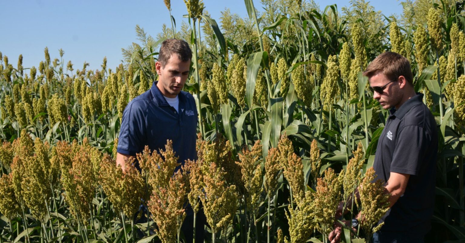 Reaching new fiber heights with male sterile sorghum