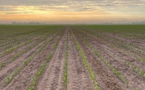 Storen controls weeds even in adverse weather conditions