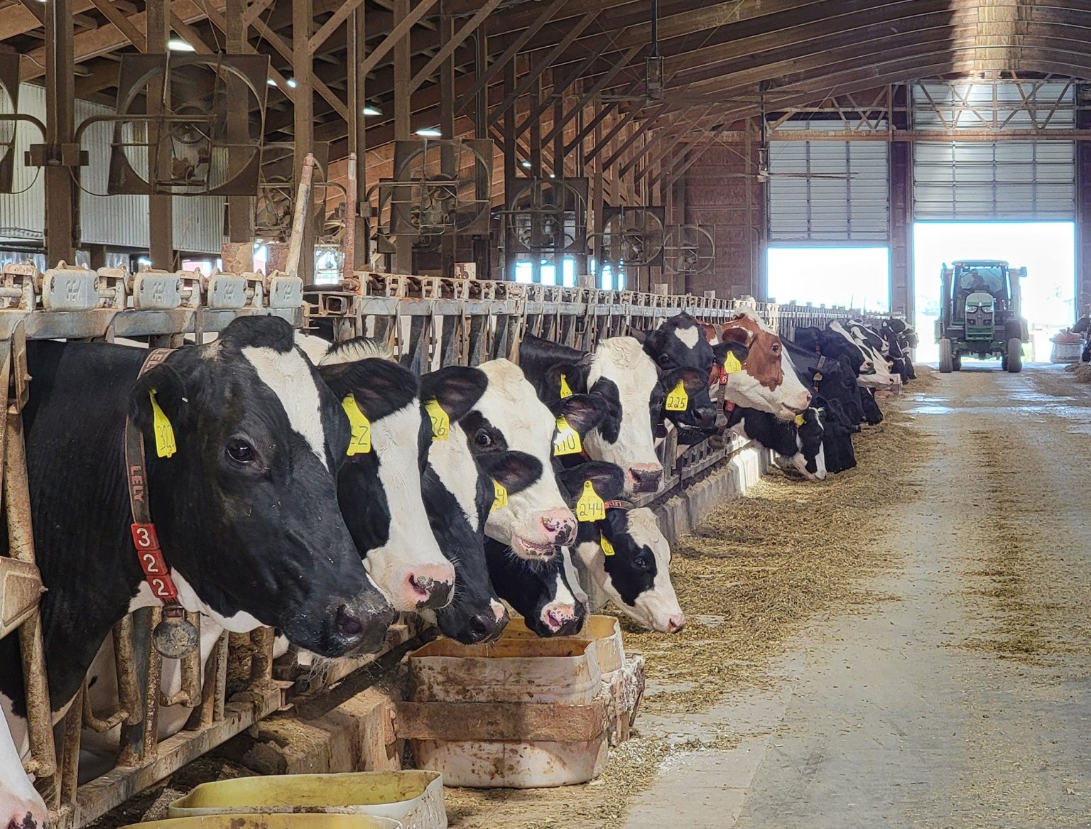 Study: Heat stress costs dairies millions in lost milk production