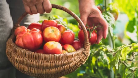 This Gardener Gets Tomato Harvests Year-Round With This Unique Growing Strategy