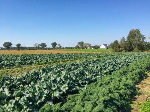 Uninsured: Federal Crop Insurance Program Leaves Most Farms Unprotected